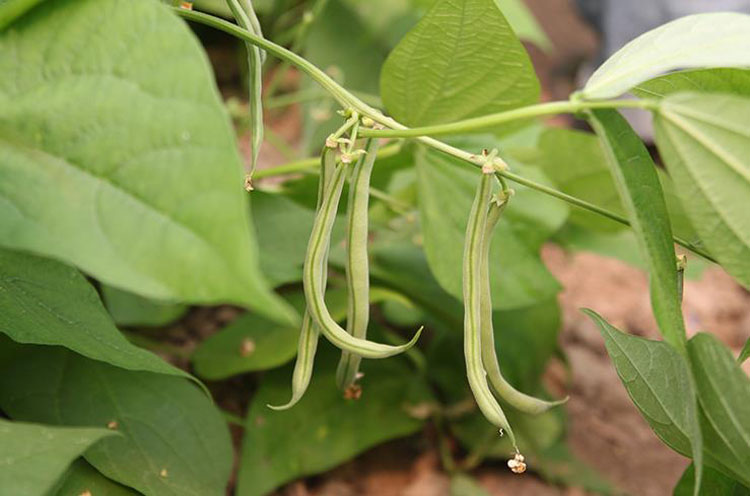 七果果 【春节正常发货】四季豆1斤 新鲜青菜