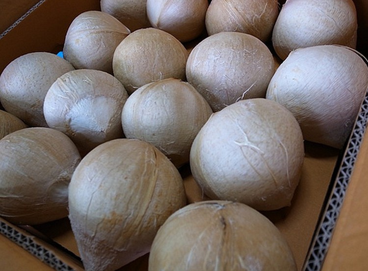 七果果 去皮椰子椰皇4只 单约450g 新鲜SG