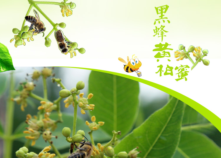惠丰金源黑蜂黄柏蜜500g\/瓶 东北饶峰蜜黄柏蜜结晶蜜天然黑蜂原蜜【价格,正品,报价】-飞牛网