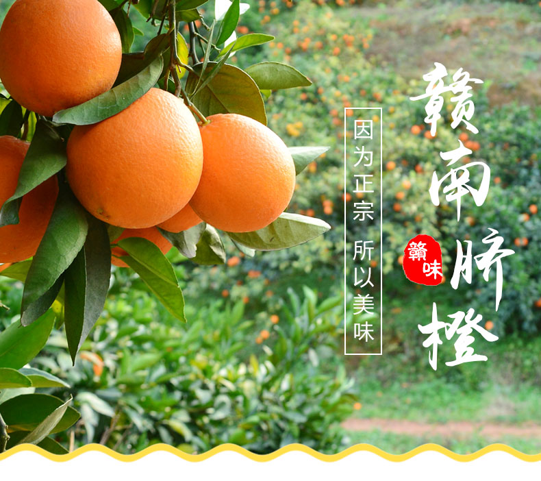 1号鲜客 江西赣南脐橙 5斤中果 约11-13个 新鲜水果