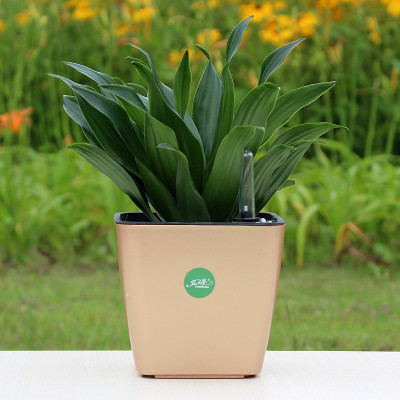 室内绿植盆栽除甲醛 CsmRslf4woGAK7IZAAapR-kLH5o867_400x400.jpg